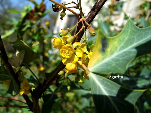 Agarita.JPG