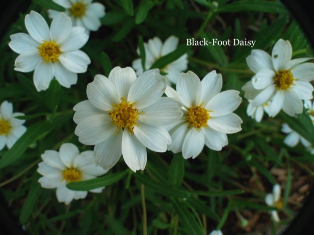 Blackfoot Daisy.JPG