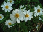 Blackfoot Daisy.JPG