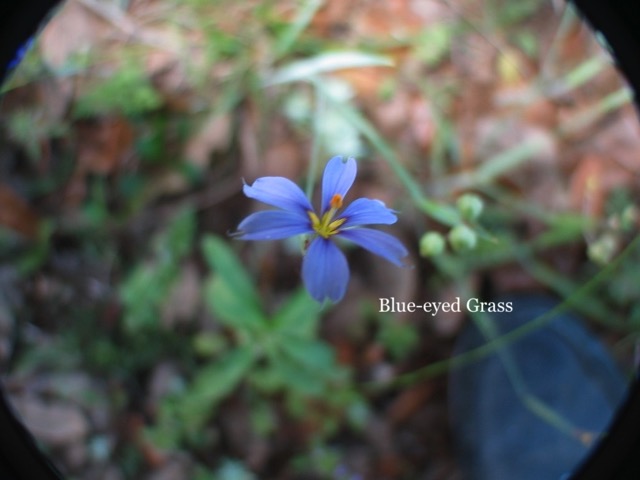 Blue-eyed Grass.JPG
