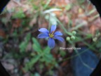 Blue-eyed Grass.JPG