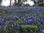 Bluebonnet Field.jpg