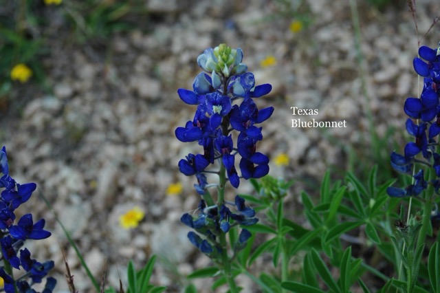 Bluebonnet.JPG