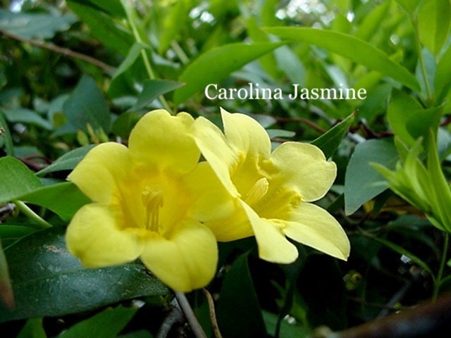 Carolina Jasmine.jpeg