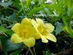 Carolina Jasmine.jpeg