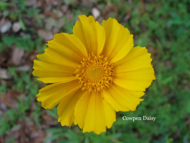 Cowpen Daisy.jpeg