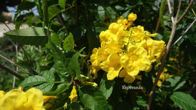 Esperanza.jpg