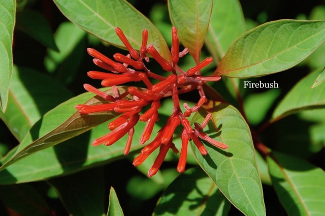 Firebush.jpeg