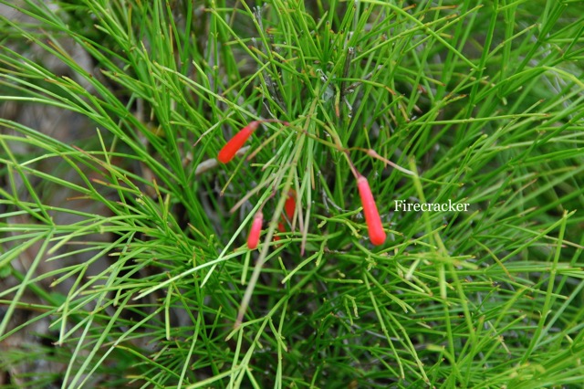 Firecracker Plant.jpeg
