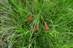 Firecracker Plant.jpeg