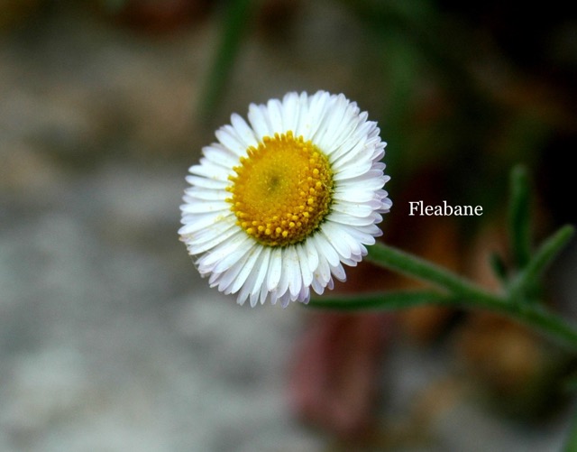Fleabane.jpeg