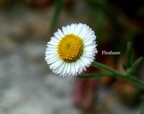 Fleabane.jpeg