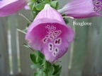 Foxglove.jpeg