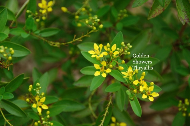 Golden Showers Thryallis.jpeg