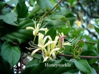 Honeysuckle.jpeg