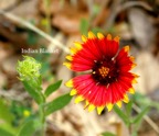 Indian Blanket.jpeg