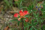 Indian Paintbrush.jpeg