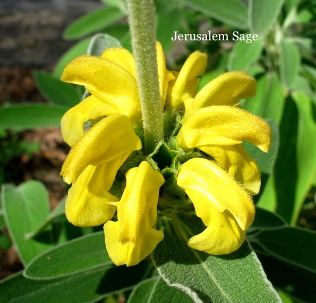 Jerusalem Sage.jpeg