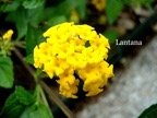 Lantana.jpeg