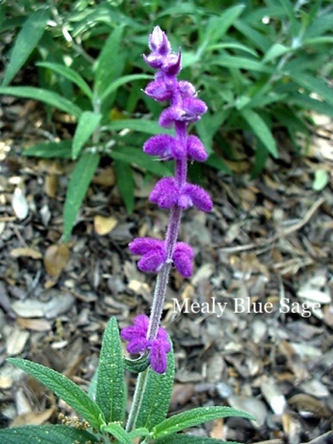Mealy Blue Sage.jpg