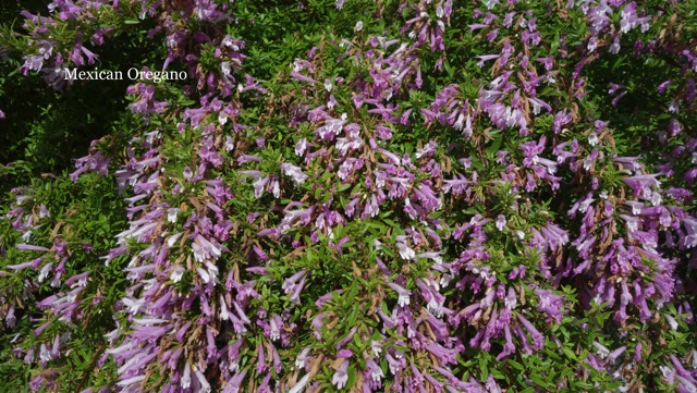 Mexican Oregano.jpg