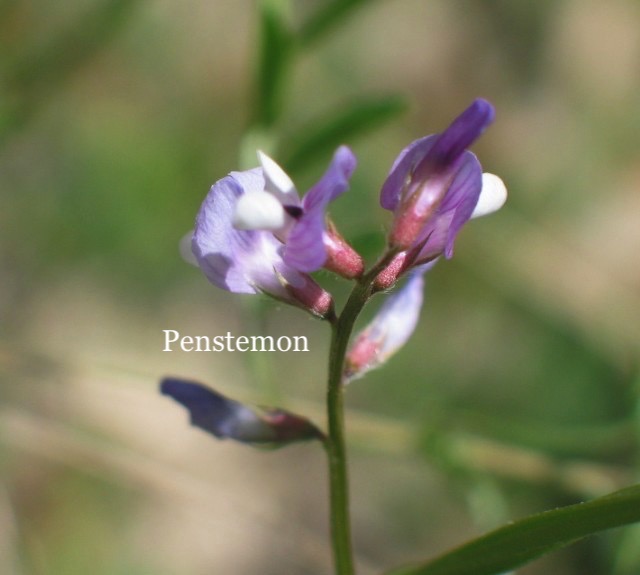 Penstemon.JPG