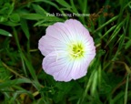 Pink Evening Primrose.jpeg