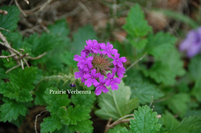 Prairie Verbena 2.jpeg