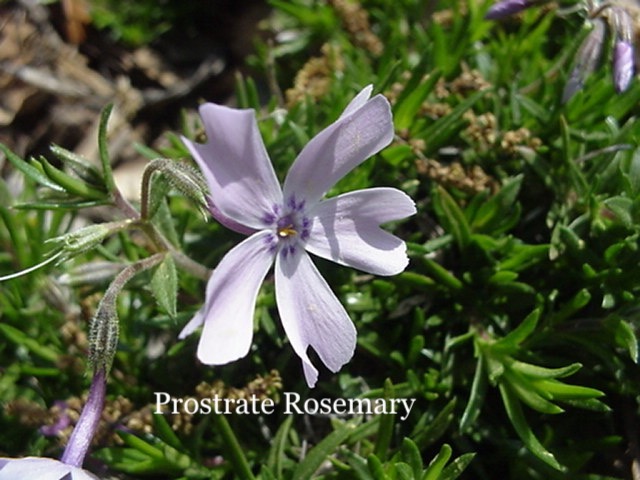 Prostrate Rosemary.jpeg