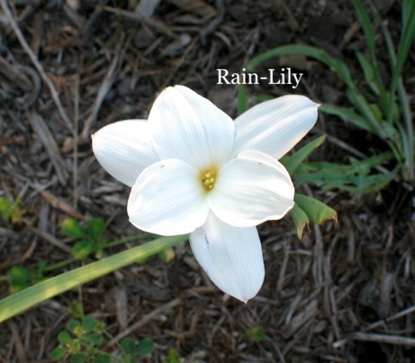 Rain Lilly.jpeg
