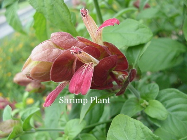 Shrimp Plant.jpeg