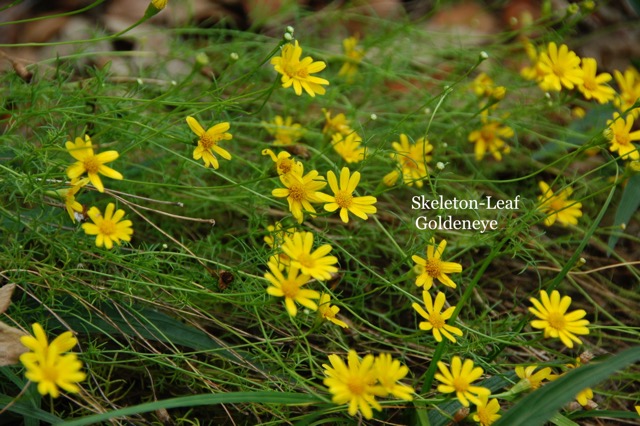 Skeleton-leaf Goldeneye.jpeg