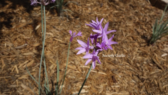 Society Garlic.jpg