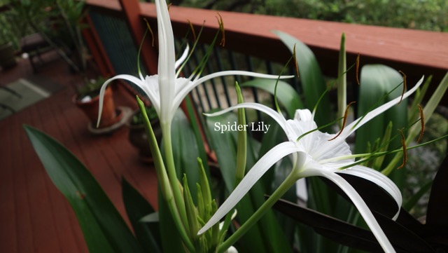 Spider Lily.jpg