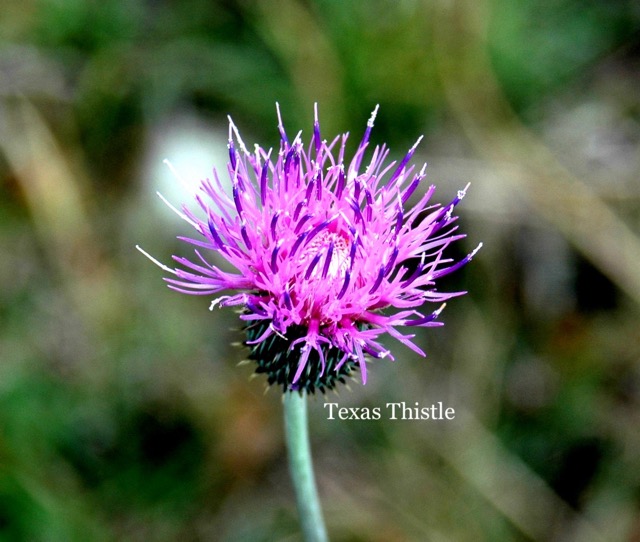 Texas Thistle.jpeg