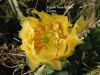 Yellow Prickly Pear.jpeg